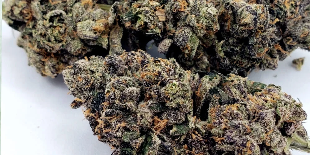 Warum Jealous Strain ein Muss für jeden Cannabis-Liebhaber ist