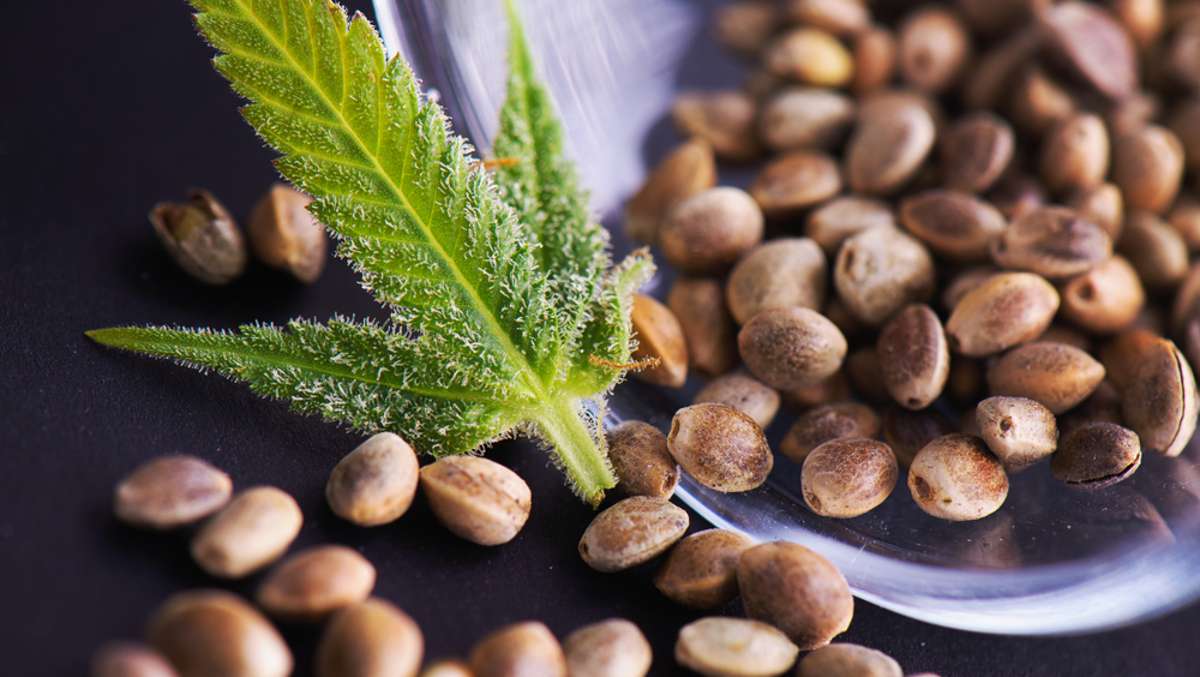 Terpenprofile in Cannabis Samen verbessern